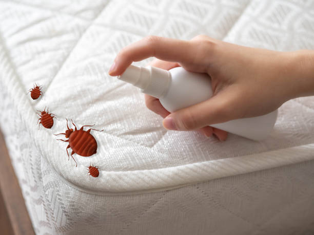 Best Emergency Pest Control  in Raton, NM